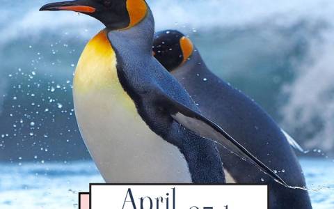 Penguin Day
